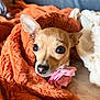 dog, chihuahua, small_dog, blanket, cozy, pet, pink_flower, collar, fur, big_eyes, muzzle, ears, portrait, closeup, indoor, couch, textile, soft_texture, warm_colors, bokeh
