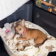 Daisy May joined the competition — help win amazing prizes! dog, chihuahua, small_dog, pet, dog_bed, basket, blanket, plush_toy, toy_bunny, chewing, pink_collar, fur, paws, indoor, cozy, sleeping_bed, looking_at_camera, brown, textile, vehicle_interior