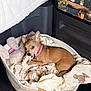 dog, chihuahua, small_dog, pet, dog_bed, basket, blanket, plush_toy, toy_bunny, chewing, pink_collar, fur, paws, indoor, cozy, sleeping_bed, looking_at_camera, brown, textile, vehicle_interior