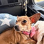 dog, chihuahua, small_dog, pet, pink_collar, flower_accessory, big_ears, brown_fur, closeup, portrait, car_interior, pillow, blanket, window, seat, cute, alert, companion, snout, whiskers
