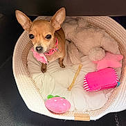 Daisy May joined the competition — help win amazing prizes! chihuahua, dog, pet_bed, stuffed_toy, plush_toy, chew_stick, collar, pink_accessory, small_dog, looking_up, big_eyes, upright_ears, cozy, indoor, basket, cushion, plush_blanket, floor_mat, carpet, portrait