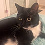 cat, tuxedo_cat, black_and_white, whiskers, indoor, pet, feline, animal, cute, relaxed, lying_down, close_up, bedspread, patterned, domestic, fur, ears, eyes, resting, cozy