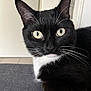 cat, tuxedo_cat, black_and_white, whiskers, indoor, pet, animal, feline, closeup, eyes, face, fur, curious, domestic_cat, resting, home, cute, portrait, sitting