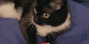 Kyara participe au concours pour gagner de l'argent avec cette photo : cat, tuxedo_cat, toy, ball, blue_blanket, white_paws, black_fur, indoor, pet, feline, whiskers, curious, playful, resting, cozy, animal, closeup, cute, domestic_cat, relaxed