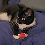cat, tuxedo_cat, toy, ball, blue_blanket, white_paws, black_fur, indoor, pet, feline, whiskers, curious, playful, resting, cozy, animal, closeup, cute, domestic_cat, relaxed