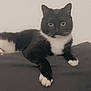 cat, tuxedo_cat, black_and_white, pet, animal, feline, whiskers, paws, relaxed, indoor, looking, cute, mammal, fur, sitting, alert, household, companion, domestic, resting