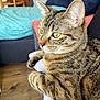 Siska a rejoint le concours — aidez-le/la à gagner de superbes lots ! cat, tabby_cat, pet, indoor, close_up, green_eyes, fur, paws, sock, foot, couch, cushion, wooden_floor, wooden_chair, furniture, domestic_animal, relaxed, side_view, home, cozy