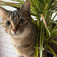 Siska a rejoint le concours — aidez-le/la à gagner de superbes lots ! cat, tabby, plant, indoor, leafy, green, curious, whiskers, eyes, feline, pet, closeup, houseplant, domestic, animal, soil, pot, nature, exploring, background