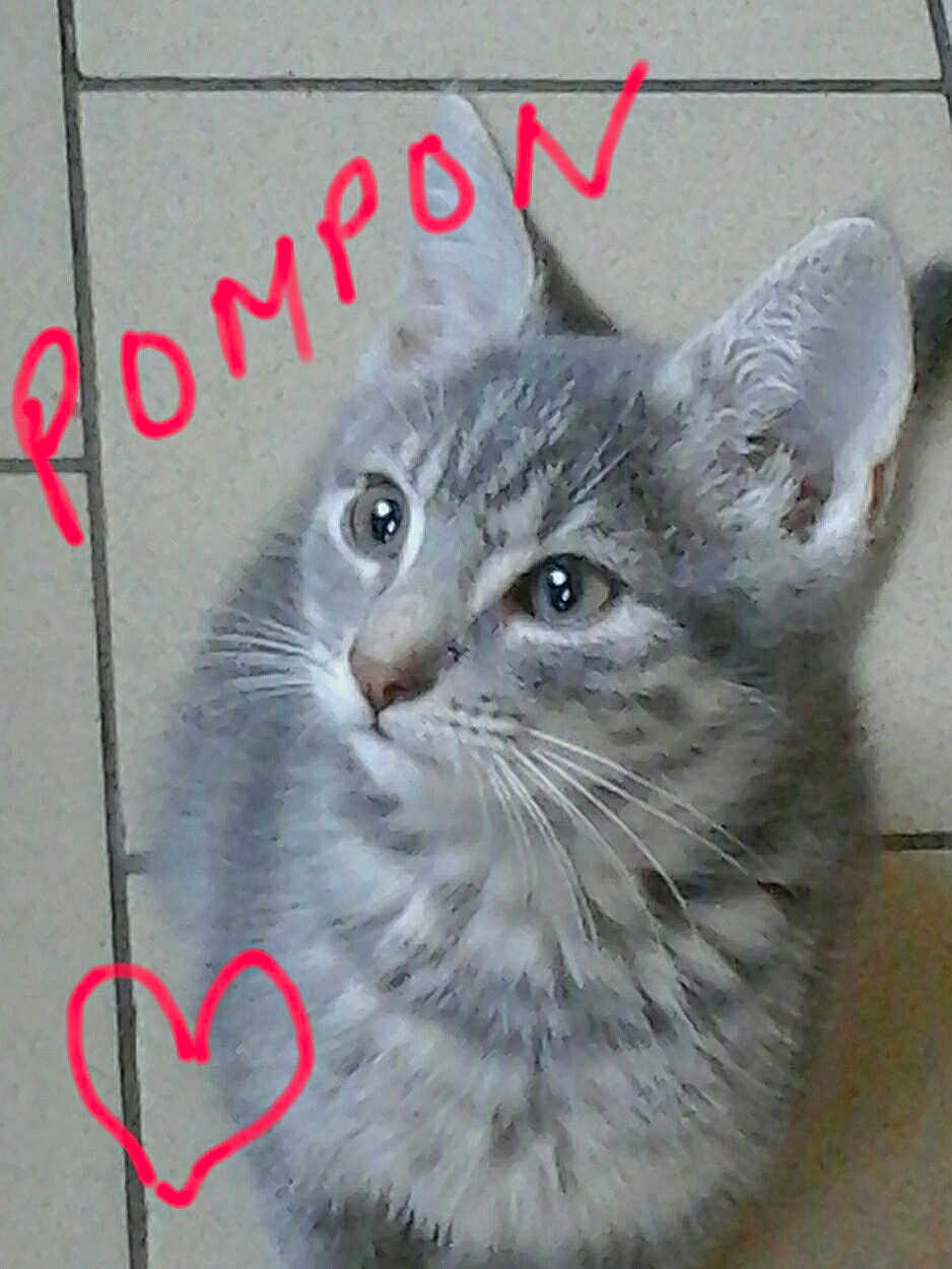 Pompon