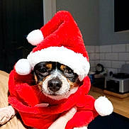 Crapaud a rejoint le concours — aidez-le/la à gagner de superbes lots ! dog, small_dog, santa_hat, red_clothing, pet, indoor, person_hand, holiday_costume, christmas, cape, white_pom_pom, black_and_tan, face, expression, cute, animal, festive, costume, holding, kitchen
