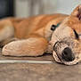dog, sleeping, close_up, floor, tile, pet, animal, rest, fur, ears, snout, collar, domestic_animal, calm, relaxation, indoors, cute, mammal, peaceful, lying_down