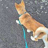 Odin participe au concours pour gagner de l'argent avec cette photo : dog, leash, pavement, walking, outdoor, pet, fur, tail, collar, hand, asphalt, texture, blurred_hand, walking_pet, nature, daylight, animal, canine, shiba_inu, curled_tail