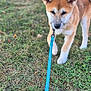 puppy, dog, grass, leash, outdoor, animal, pet, cute, walking, nature, canine, young_dog, fur, ears, tail, snout, playful, greenery, daylight, adorable