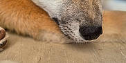 Odin a rejoint le concours — aidez-le/la à gagner de superbes lots ! dog, close_up, resting, portrait, fur, ears, nose, animal, pet, canine, indoor, soft_focus, brown, white, cute, young, calm, laying, face, expression