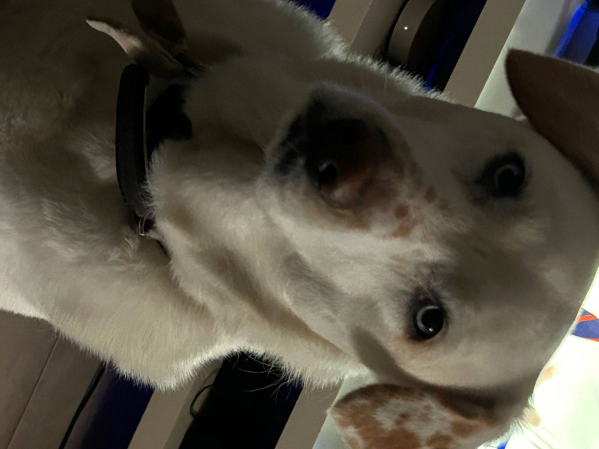 Piper a rejoint le concours — aidez-le/la à gagner de superbes lots ! canidae, carnivore, collar, companion_dog, dog, dog_breed, ear, eye, fawn, fur, head, jaw, non_sporting_group, snout, sporting_group, terrestrial_animal, whiskers, working_animal