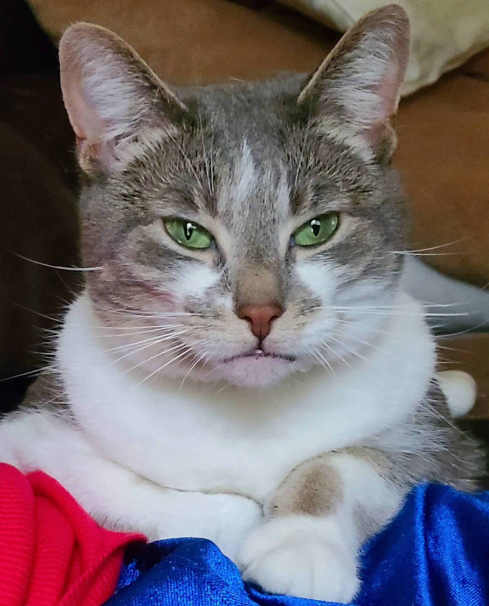 Bobbie is registered to the contest to win money with this photo: art, carnivore, cat, claw, collar, domestic_short_haired_cat, electric_blue, fawn, felidae, fur, iris, paw, small_to_medium_sized_cats, snout, tail, terrestrial_animal, whiskers, wildlife