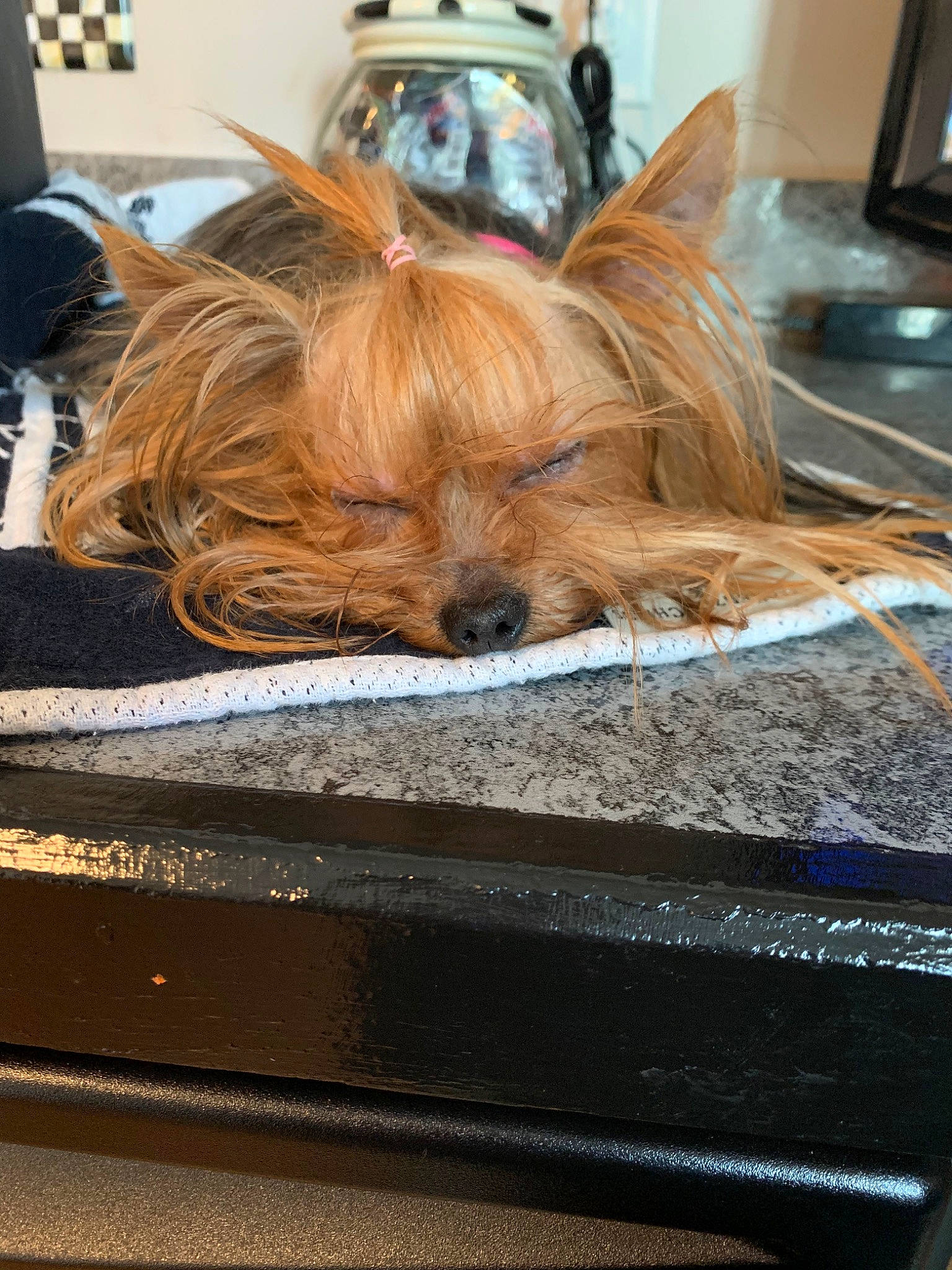 Itsy is registered to the contest to win money with this photo: australian_silky_terrier, australian_terrier, biewer_terrier, cairn_terrier, canidae, carnivore, companion_dog, dog, dog_breed, fawn, mammal, puppy, rare_breed_dog, small_terrier, terrier, toy_dog, yorkshire_terrier