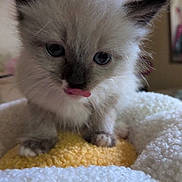 Sissy joined the competition — help win amazing prizes! adorable, animal, cat, close_up, cozy, curious, cute, domestic_cat, ears, feline, fluffy, indoor, kitten, paws, pet, resting, soft_texture, tongue_out, whiskers, young