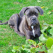 Aïko participe au concours pour gagner de l'argent avec cette photo : dog, grass, leaf, outdoor, animal, pet, brindle, canine, nature, plant, fur, laying, muzzle, ears, snout, white_marking, brown, green, daylight, park
