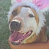 adorable, animal, brown_fur, bunny_hat, chair, close_up, collar, costume, dog, funny, grass, happy, open_mouth, outdoor, pet, pink_ears, portrait, smiling, tongue, white_fur