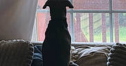Hank joined the competition — help win amazing prizes! dog, squirrel, window, screen, couch, blanket, curtain, pet, animal, indoor, outdoor, nature, wood, railing, greenery, fur, looking, home, cozy, quiet