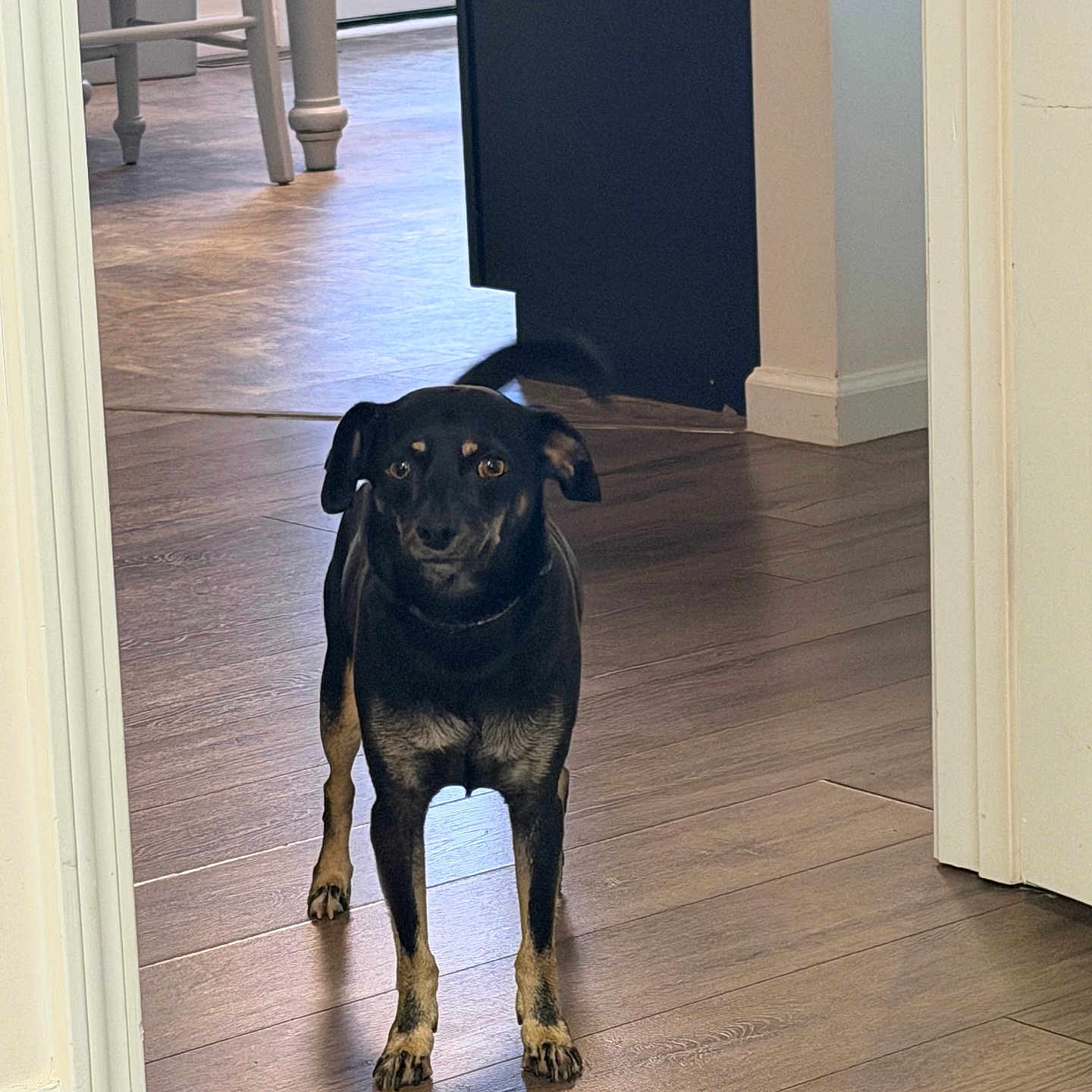 Hank