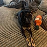 dog, couch, plush_toy, blanket, indoor, pet, furniture, canine, resting, toy, brown, black, tan, texture, relaxation, domestic, living_room, companion, animal, cozy