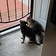 Hank joined the competition — help win amazing prizes! dog, cat, screen_door, tile_floor, indoor, pet, animal, black_dog, tabby_cat, curious, sitting, side_by_side, fur, tail, collar, door, home, companion, looking_back, quiet_moment