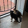 dog, cat, screen_door, tile_floor, indoor, pet, animal, black_dog, tabby_cat, curious, sitting, side_by_side, fur, tail, collar, door, home, companion, looking_back, quiet_moment