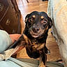 dog, pet, indoor, wood_floor, furniture, small_dog, black_dog, tan_markings, looking_up, paw, collar, name_tag, close_up, expression, cute, animal, canine, person_hand, home, curious