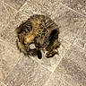 cat, feline, pet, fur, curled_up, floor, tile_floor, indoor, cozy, brown, tabby, relaxed, playful, animal, whiskers, claws, tail, paws, looking_up, shoe