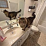 cat, tabby_cat, bathroom, sink, mirror, water, running_water, countertop, towel, toilet, toilet_paper, shower_curtain, floor, tile_floor, cabinet, reflection, pet, feline, indoor, household