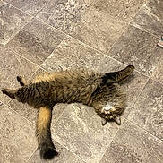 Walter joined the competition — help win amazing prizes! cat, tabby, fluffy, floor, tile_floor, pet, animal, stretching, lying_down, indoor, cute, fur, whiskers, tail, paws, relaxed, looking_up, domestic_cat, mammal, home