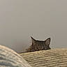 cat, peek, blanket, fur, eyes, indoor, texture, couch, cozy, alert, pet, animal, feline, curious, home, soft, resting, hidden, ears, quiet