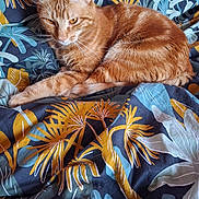 Caramel a rejoint le concours — aidez-le/la à gagner de superbes lots ! cat, ginger_cat, orange_cat, feline, pet, animal, whiskers, ears, yellow_eyes, striped_fur, short_hair, lounging, lying_down, relaxed, bed, blanket, floral_pattern, tropical_pattern, indoor, portrait
