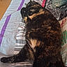 cat, tortoiseshell_cat, pet, feline, fur, fluffy, sleeping, resting, lying_down, relaxed, indoor, bed, bedding, blanket, pillow, colorful, cozy, animal, photography, nap
