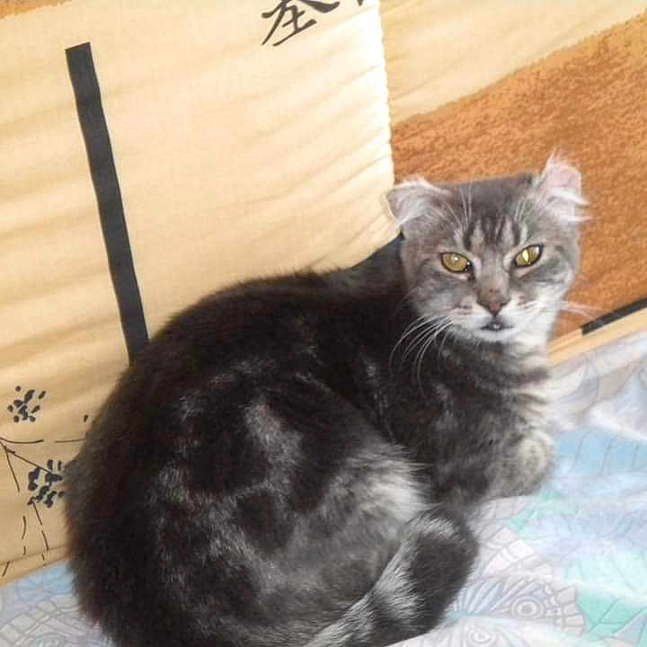 Grisous participe au concours pour gagner de l'argent avec cette photo : cat, gray_cat, fluffy, long_hair, feline, pet, animal, indoors, bed, bedding, cushion, patterned_fabric, lounging, sitting, staring, yellow_eyes, whiskers, ears, portrait, cozy