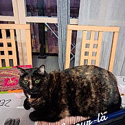 Pictchoune participe au concours pour gagner de l'argent avec cette photo : cat, tortoiseshell_cat, green_eyes, feline, pet, indoor, table, chair, window, curtain, placemat, home, furniture, sitting, lying_down, fur, whiskers, animal_portrait, text_overlay, french_text