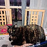 cat, tortoiseshell_cat, green_eyes, feline, pet, indoor, table, chair, window, curtain, placemat, home, furniture, sitting, lying_down, fur, whiskers, animal_portrait, text_overlay, french_text