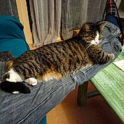 Louna participe au concours pour gagner de l'argent avec cette photo : cat, tabby_cat, pet, animal, sleeping, relaxed, stretched_out, striped_fur, white_paws, whiskers, face, indoor, home, couch, lap, clothing, slippers, curtains, table, cozy