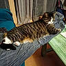 cat, tabby_cat, pet, animal, sleeping, relaxed, stretched_out, striped_fur, white_paws, whiskers, face, indoor, home, couch, lap, clothing, slippers, curtains, table, cozy