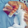 Ayrton participe au concours pour gagner de l'argent avec cette photo : cat, orange_cat, white_cat, sleeping, curled_up, paw_covering_face, blanket, blue_blanket, polka_dot_pillow, indoor, cozy, feline, pet, fur, tail, resting, cute, animal, domestic_cat, relaxed