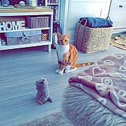 Ayrton a rejoint le concours — aidez-le/la à gagner de superbes lots ! cat, orange_cat, plush_toy, rug, blanket, wicker_basket, bookshelf, media_console, wooden_floor, living_room, decor, furniture, soft_lighting, cozy, indoor, pet, curious, sitting, playful, home