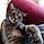 Tigris