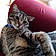 Tigris