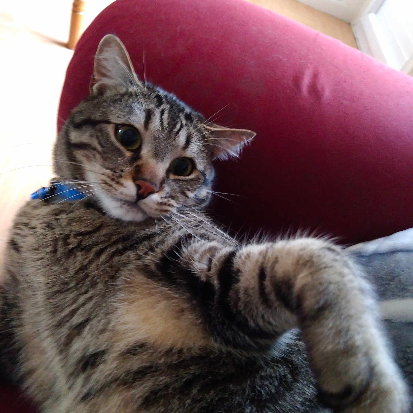 Tigris participe au concours pour gagner de l'argent avec cette photo : cat, tabby, feline, pet, animal, portrait, close_up, whiskers, ears, eyes, nose, striped_fur, paw, stretching, lounging, indoor, chair, burgundy, home, cute