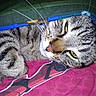 cat, tabby, feline, pet, animal, close_up, portrait, whiskers, green_eyes, striped_fur, gray_fur, pink_nose, lying_down, relaxed, sleepy, blanket, colorful, indoor, face, flash_photography