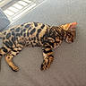 Alma a rejoint le concours — aidez-le/la à gagner de superbes lots ! cat, bengal_cat, sleeping, pet, animal, feline, indoor, couch, fur_pattern, striped, spotted, tail, whiskers, relaxing, cozy, sunlight, home, resting, cute, domestic_cat