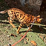 Alma participe au concours pour gagner de l'argent avec cette photo : bengal_cat, cat, leash, outdoor, sunlight, grass, animal, pet, walking, nature, spotted, feline, collar, exploring, daylight, brown, orange, black_spots, curious, mammal