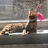 Alma participe au concours pour gagner de l'argent avec cette photo : animal, cat, cozy, domestic, feather, feline, indoor, mammal, pet, playful, radiator, relaxed, resting, shadow, stone_wall, sunlight, tabby, toy, window, windowsill